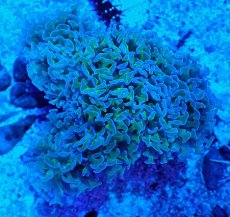 画像1: No.7 オーストラリア産 ナガレハナサンゴ　茎グリーン (1)