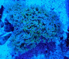 画像2: No.7 オーストラリア産 ナガレハナサンゴ　茎グリーン (2)