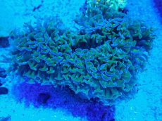 画像1: No.8 オーストラリア産 ナガレハナサンゴ 茎グリーン (1)