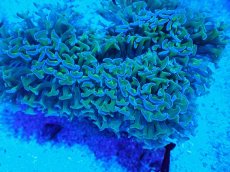 画像2: No.8 オーストラリア産 ナガレハナサンゴ 茎グリーン (2)