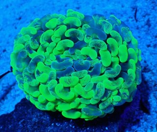 オオバナサンゴ　グリーンマルチ No.53 フィジー産 オオバナサンゴ グリーンマルチを買うならアクア