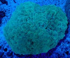 画像1: No.10 オーストラリア産 ナガレハナサンゴ ステルスグリーン (1)