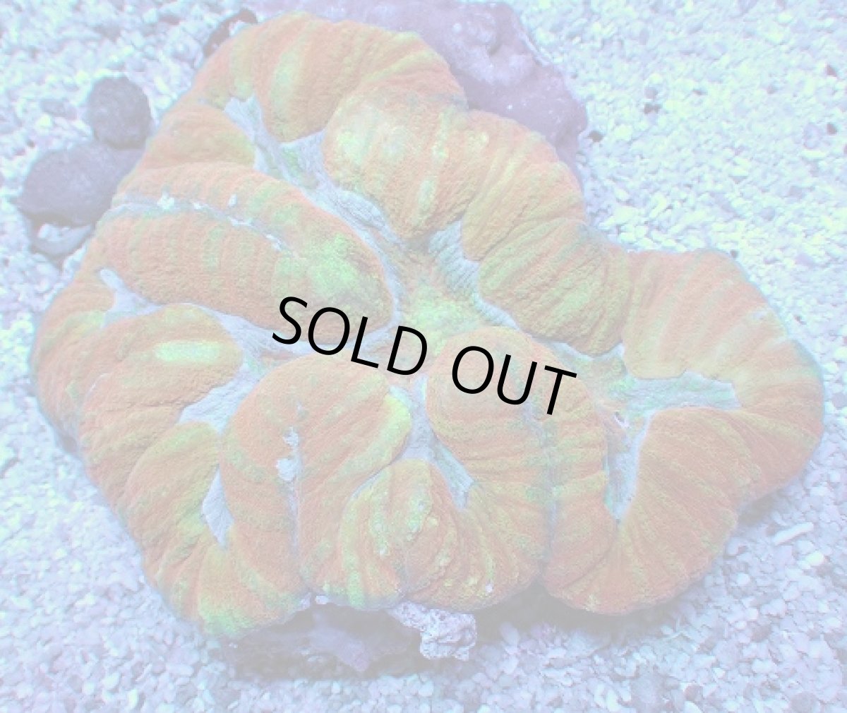 画像1: No.6 オーストラリア産 ダイノウサンゴ マルチカラー (1)