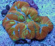 画像1: No.6 オーストラリア産 ダイノウサンゴ マルチカラー (1)