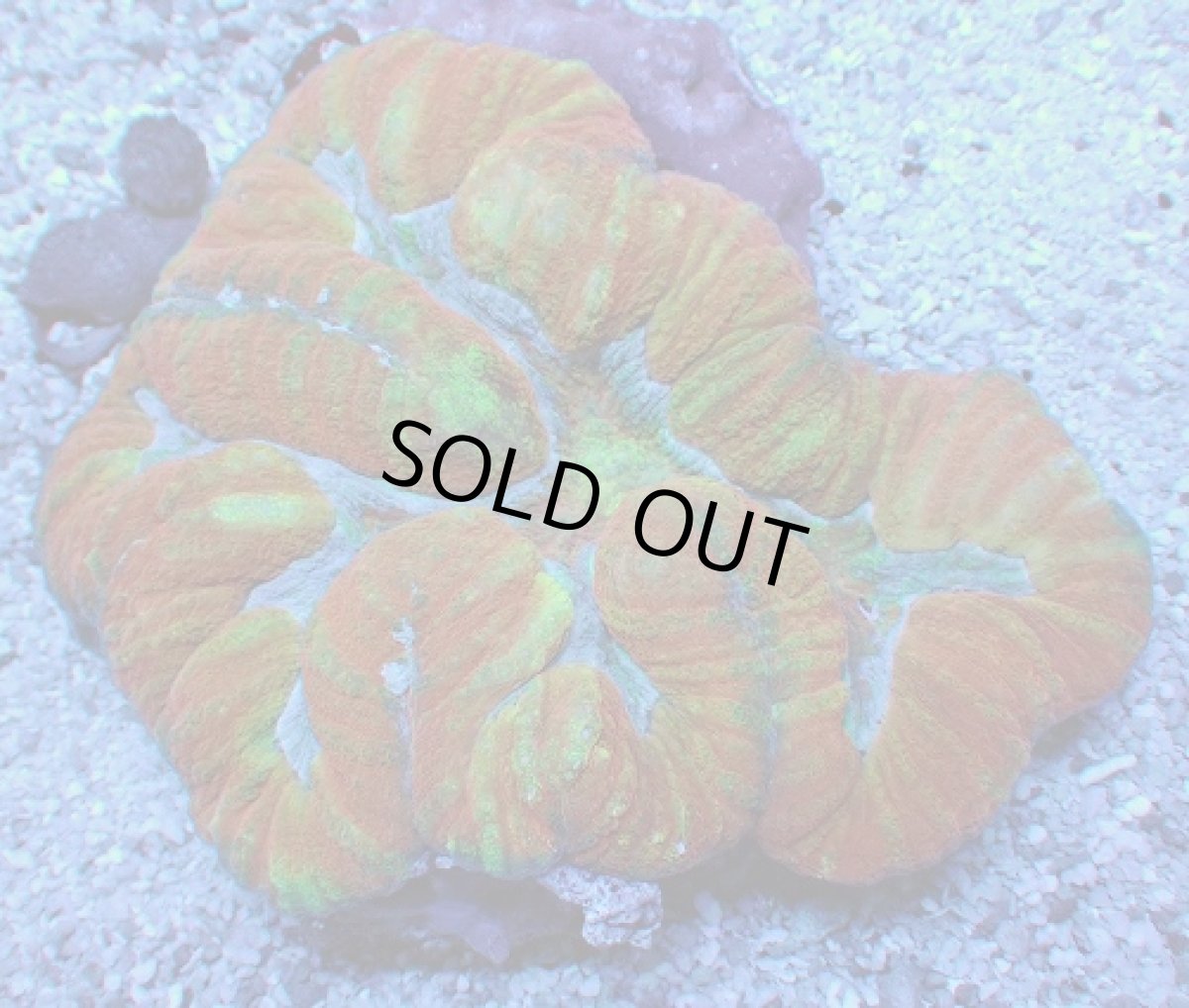 画像2: No.6 オーストラリア産 ダイノウサンゴ マルチカラー (2)