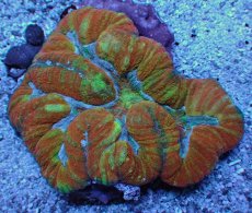 画像2: No.6 オーストラリア産 ダイノウサンゴ マルチカラー (2)