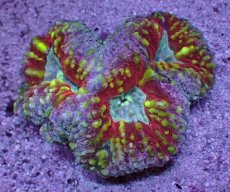 画像1: No.8 オーストラリア産 ハナガタサンゴ マルチカラー (1)