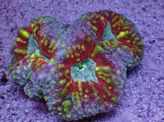 画像2: No.8 オーストラリア産 ハナガタサンゴ マルチカラー (2)