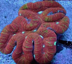 画像2: No.9 オーストラリア産 ダイノウサンゴ　マルチカラー (2)