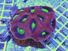 画像2: No.1 オーストラリア産 ドラゴンソウルファビア (2)