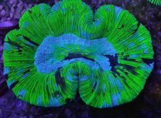 画像2: No.8 オーストラリア産 オオバナサンゴ ブルーグリーン (2)