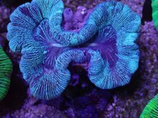 画像2: No.9 オーストラリア産 オオバナサンゴ グリーン (2)