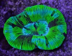 画像1: No.10 オーストラリア産 オオバナサンゴ ブルーグリーン (1)