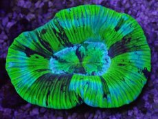 画像2: No.10 オーストラリア産 オオバナサンゴ ブルーグリーン (2)