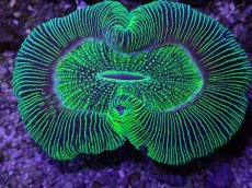 画像2: No.13 オーストラリア産 オオバナサンゴ　グリーン (2)