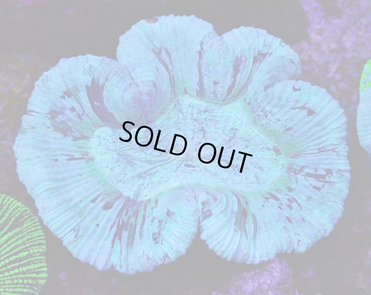 画像1: No.15 オーストラリア産 オオバナサンゴ　ブルー (1)