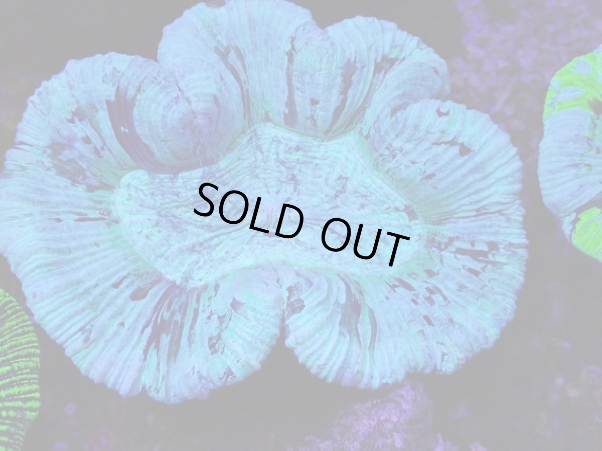 画像2: No.15 オーストラリア産 オオバナサンゴ　ブルー (2)