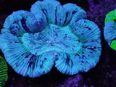 画像2: No.15 オーストラリア産 オオバナサンゴ　ブルー (2)