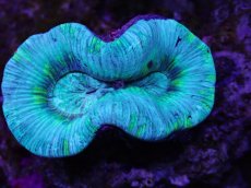 画像2: No.16 オーストラリア産 オオバナサンゴ　ブルーグリーン (2)