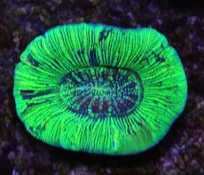 画像1: No.17 オーストラリア産 オオバナサンゴ グリーン (1)