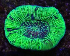 画像2: No.17 オーストラリア産 オオバナサンゴ グリーン (2)