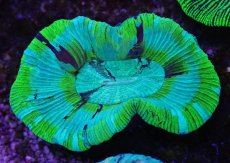 画像1: No.19 オーストラリア産 オオバナサンゴ ブルーグリーン (1)