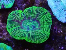 画像1: No.20 オーストラリア産 オオバナサンゴ グリーン (1)