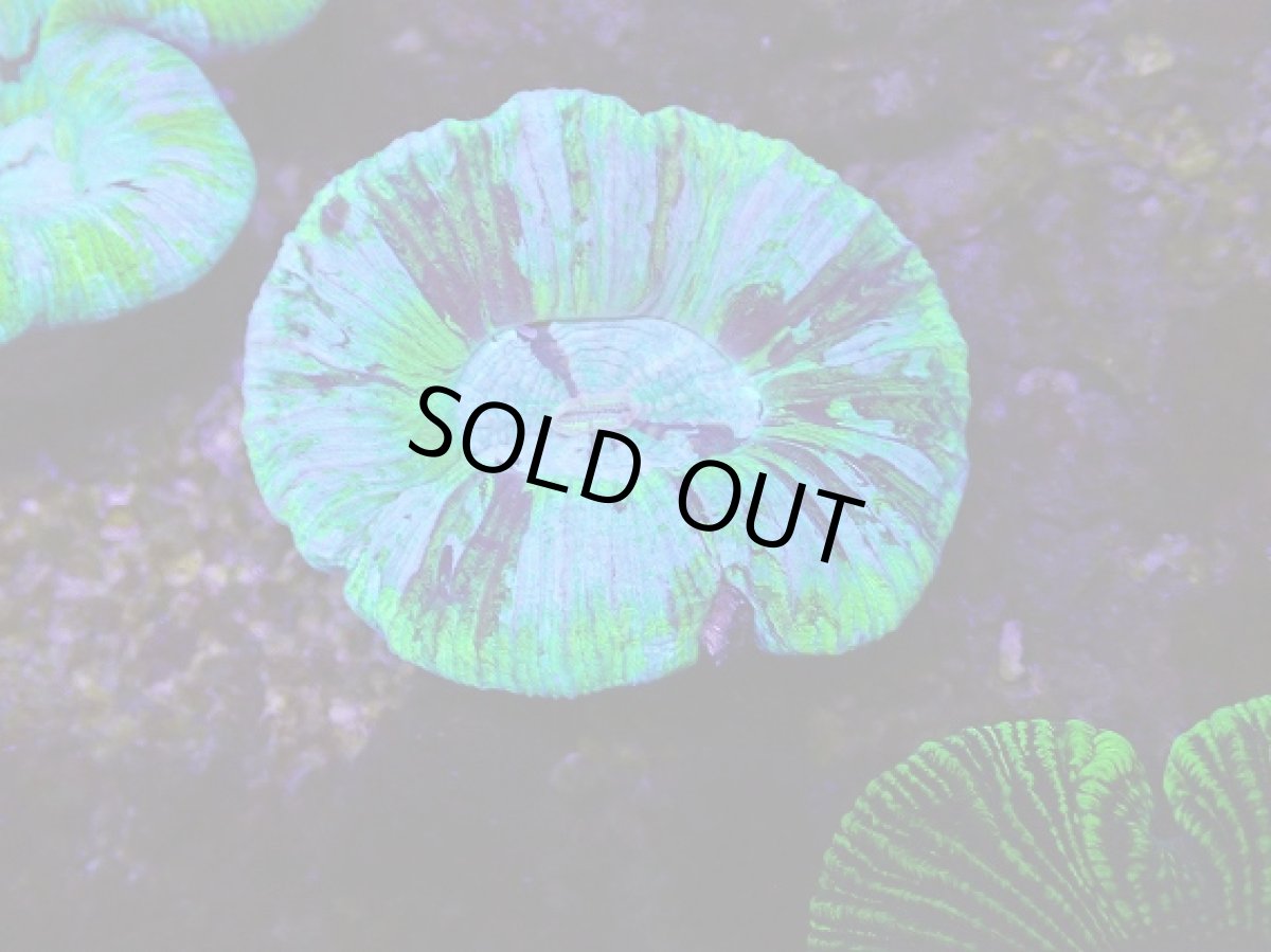 画像1: No.21 オーストラリア産 オオバナサンゴ　ブルーグリーン (1)