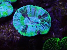 画像1: No.21 オーストラリア産 オオバナサンゴ　ブルーグリーン (1)