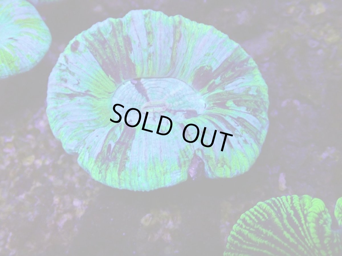 画像2: No.21 オーストラリア産 オオバナサンゴ　ブルーグリーン (2)