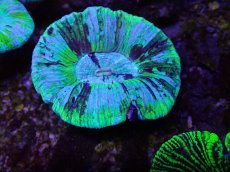 画像2: No.21 オーストラリア産 オオバナサンゴ　ブルーグリーン (2)