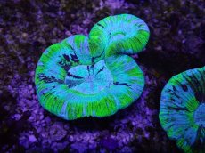 画像1: No.22 オーストラリア産 オオバナサンゴ ブルーグリーン (1)