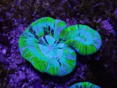 画像2: No.22 オーストラリア産 オオバナサンゴ ブルーグリーン (2)