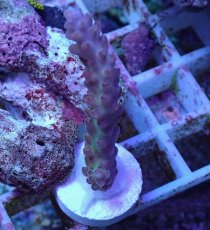 画像1: No.1 オーストラリア産 チェリーブロッサム (1)