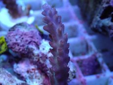 画像2: No.1 オーストラリア産 チェリーブロッサム (2)