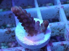 画像1: No.2 オーストラリア産 チェリーブロッサム (1)