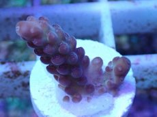 画像2: No.2 オーストラリア産 チェリーブロッサム (2)