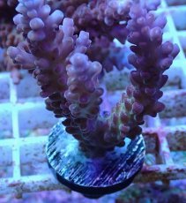 画像1: No.3 オーストラリア産 チェリーブロッサム (1)