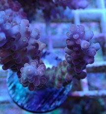 画像2: No.3 オーストラリア産 チェリーブロッサム (2)