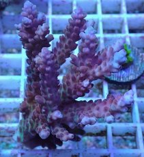 画像1: No.4 オーストラリア産 チェリーブロッサム (1)