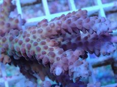 画像2: No.4 オーストラリア産 チェリーブロッサム (2)