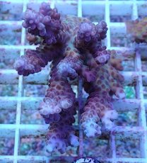 画像1: No.5 オーストラリア産 チェリーブロッサム (1)