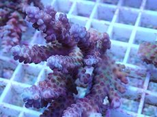 画像2: No.5 オーストラリア産 チェリーブロッサム (2)