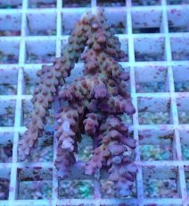 画像1: No.6 オーストラリア産 チェリーブロッサム (1)