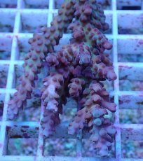 画像2: No.6 オーストラリア産 チェリーブロッサム (2)