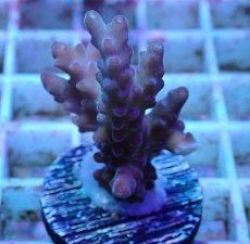 画像1: No.7 オーストラリア産 チェリーブロッサム (1)