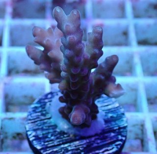 バイタルウェーブ　VitalWave II バイオレット バイタルウェーブ2 バイオレット 9W 水槽 ライト 照明 | チャーム