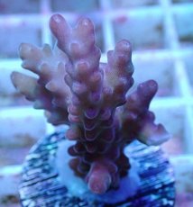 画像2: No.7 オーストラリア産 チェリーブロッサム (2)