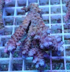 画像1: No.8 オーストラリア産 チェリーブロッサム (1)