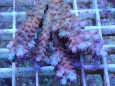 画像2: No.8 オーストラリア産 チェリーブロッサム (2)